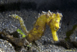 " Pushmepullyou"  Unusual to see a Seahorse and a pipehor... by Debi Henshaw 